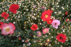 fiori fiori